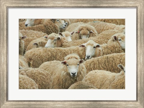 Framed Sheep, Catlins, South Otago, South Island, New Zealand Print