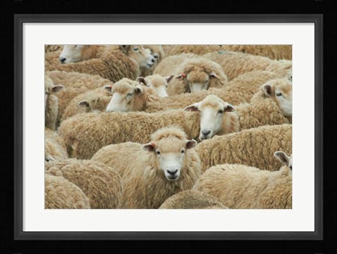 Framed Sheep, Catlins, South Otago, South Island, New Zealand Print