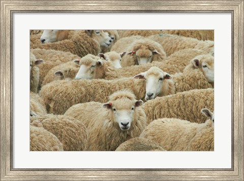 Framed Sheep, Catlins, South Otago, South Island, New Zealand Print