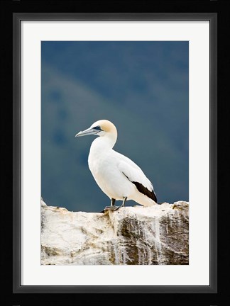 Framed New Zealand, Australasian gannet tropical bird Print