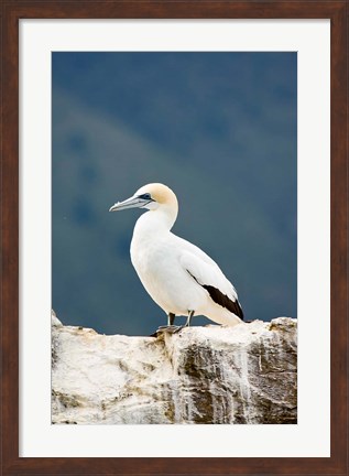 Framed New Zealand, Australasian gannet tropical bird Print