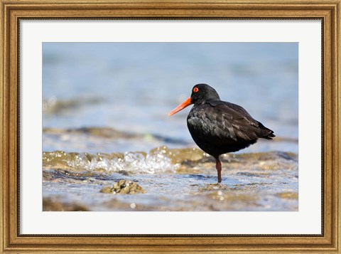 Framed New Zealand, Oystercatcher tropical bird Print