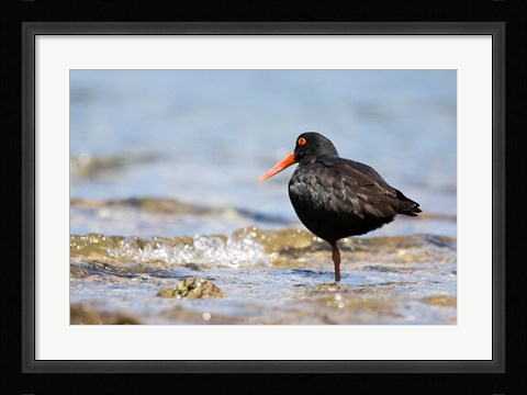 Framed New Zealand, Oystercatcher tropical bird Print