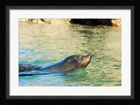 Framed New Zealand, South Island, Marlborough, Fur Seal Print