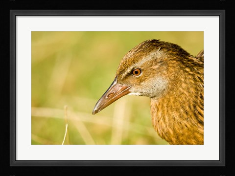 Framed New Zealand, South Island, Marlborough, Weka bird Print