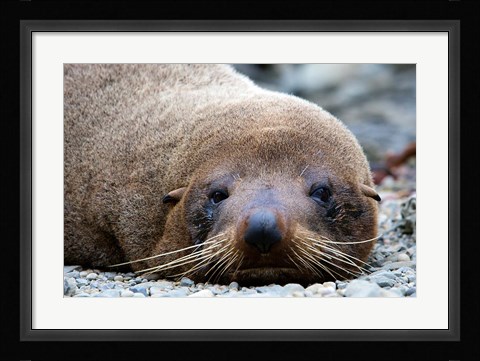 Framed New Zealand, South Island, Kaikoura Coast, Fur Seal Print