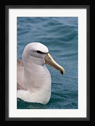 Framed New Zealand, South Island, Salvin's Albatross Print