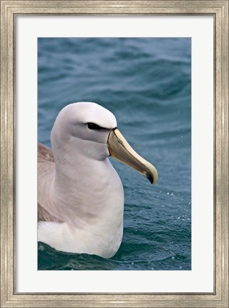 Framed New Zealand, South Island, Salvin&#39;s Albatross Print
