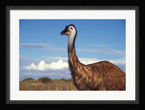 Framed Australia, Emu, flightless bird Print