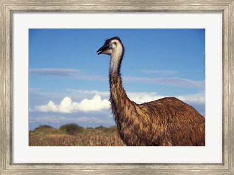 Framed Australia, Emu, flightless bird Print
