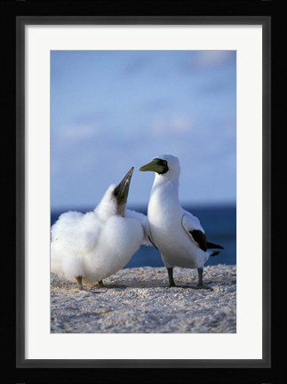 Framed Australia, Coringa Island, Masked Booby birds Print