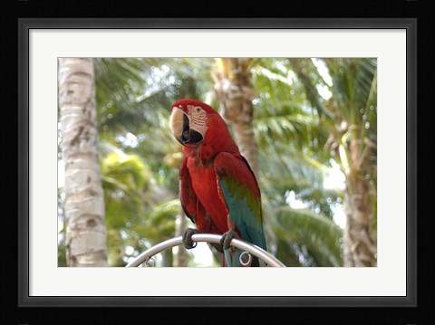 Framed Parrot at Radisson Resort, Palm Beach, Aruba, Caribbean Print