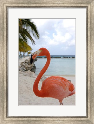 Framed Pink Flamingo on Renaissance Island, Aruba, Caribbean Print