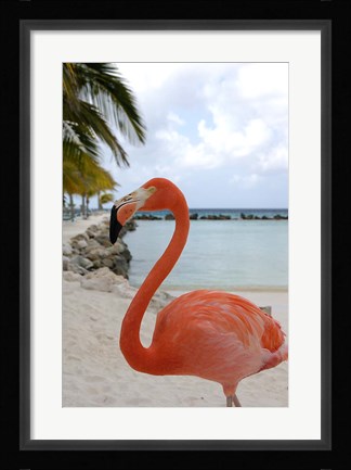 Framed Pink Flamingo on Renaissance Island, Aruba, Caribbean Print