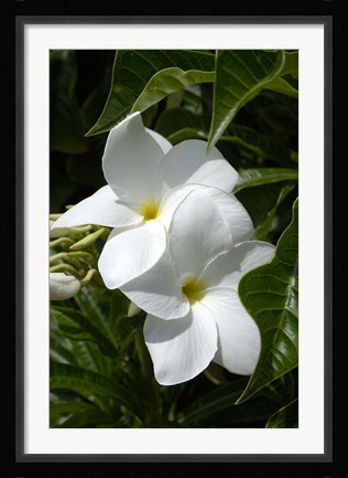 Framed White Flowers on Palm Beach, Aruba Print