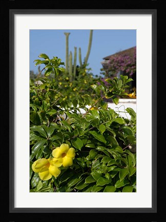 Framed Yellow Flowers, Cacti and Home, Aruba, Caribbean Print