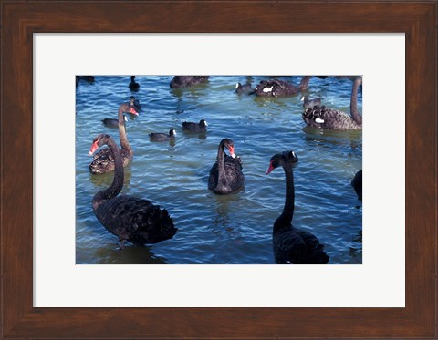 Framed Australia, Perth, Bibra Lake Black Swans Print