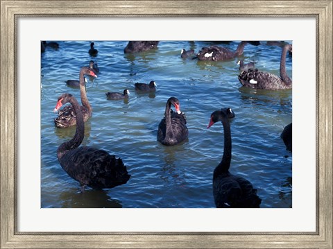 Framed Australia, Perth, Bibra Lake Black Swans Print