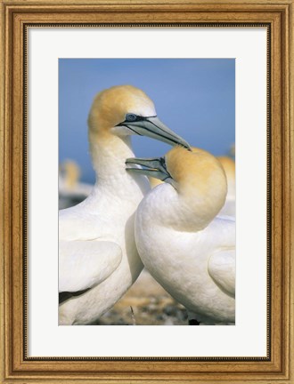 Framed Pair of Gannet tropical birds, Cape Kidnappers New Zealand Print