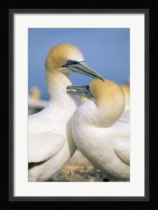 Framed Pair of Gannet tropical birds, Cape Kidnappers New Zealand Print