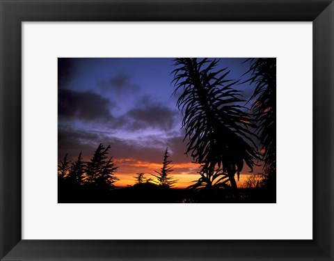 Framed Dunedin, South Island, New Zealand, Trees and sunset Print