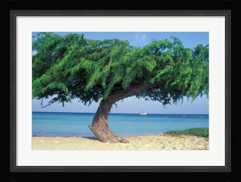 Framed Kwihi Tree,  Aruba, Caribbean Print