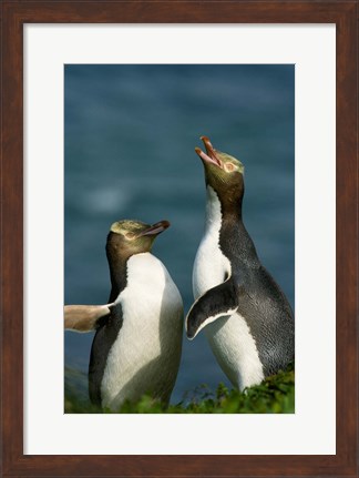 Framed Yellow-Eyed Penguin, Enderby Is, Auckland, New Zealand Print