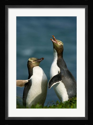 Framed Yellow-Eyed Penguin, Enderby Is, Auckland, New Zealand Print