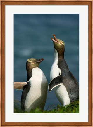 Framed Yellow-Eyed Penguin, Enderby Is, Auckland, New Zealand Print