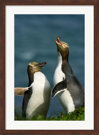 Framed Yellow-Eyed Penguin, Enderby Is, Auckland, New Zealand Print