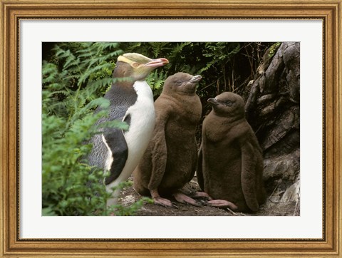 Framed Yellow-Eyed Penguin, New Zealand Print