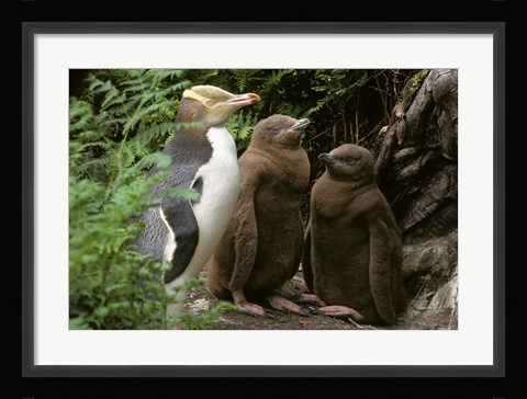 Framed Yellow-Eyed Penguin, New Zealand Print