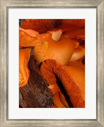 Framed Mushrooms on Stump, New Zealand Print