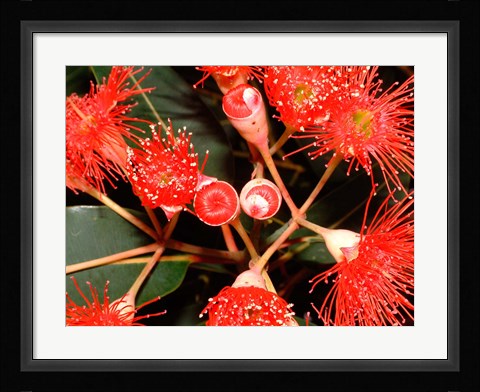 Framed Rata Tree Blossoms, New Zealand Print
