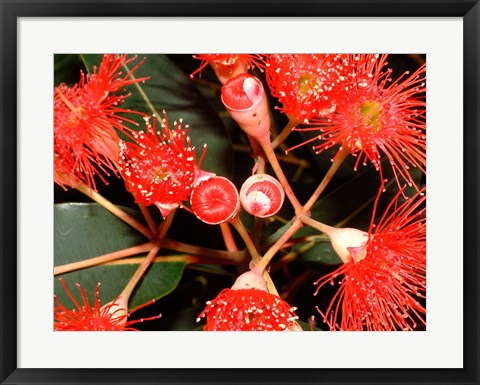 Framed Rata Tree Blossoms, New Zealand Print