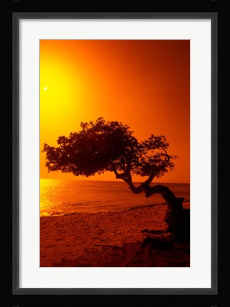 Framed Lone Divi Divi Tree at Sunset, Aruba Print