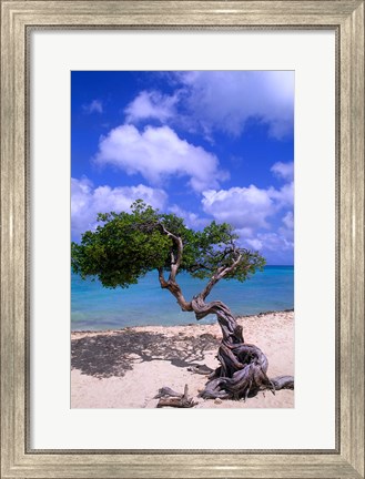 Framed Lone Divi Tree, Aruba, Caribbean Print