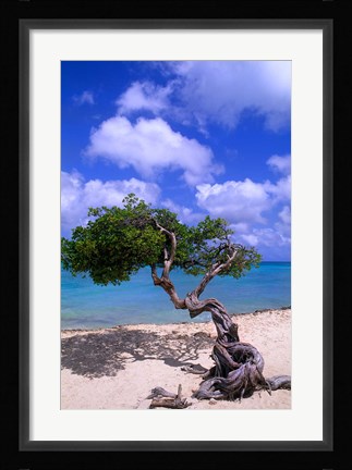 Framed Lone Divi Tree, Aruba, Caribbean Print