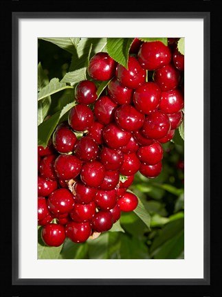 Framed Agriculture, Cherry Orchard, South Island, New Zealand Print