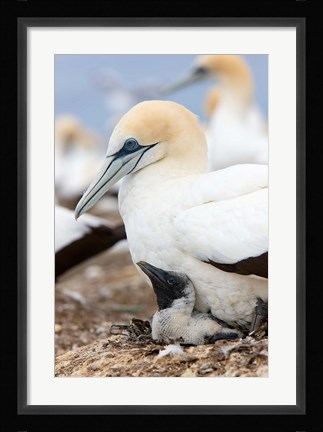 Framed Australasian Gannet chick and parent on nest, North Island, New Zealand Print