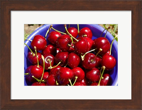 Framed Bucket of cherries, Cromwell, Central Otago, South Island, New Zealand Print