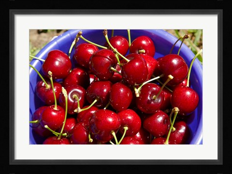 Framed Bucket of cherries, Cromwell, Central Otago, South Island, New Zealand Print