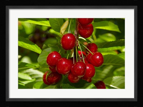 Framed Cherry Orchard, Cromwell, Central Otago, South Island, New Zealand Print