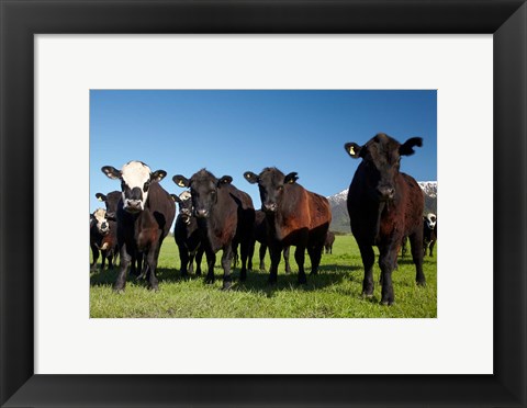 Framed Cows, Kaikoura, Seaward Kaikoura Ranges, Marlborough, South Island, New Zealand Print