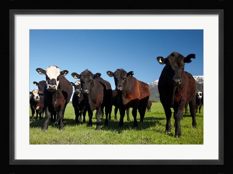 Framed Cows, Kaikoura, Seaward Kaikoura Ranges, Marlborough, South Island, New Zealand Print