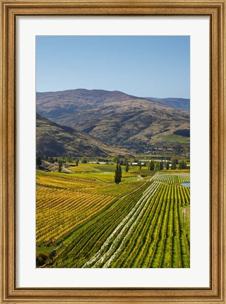 Framed Felton Road Vineyard, Autumn, Bannockburn, Central Otago, South Island, New Zealand Print