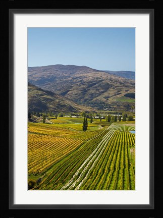 Framed Felton Road Vineyard, Autumn, Bannockburn, Central Otago, South Island, New Zealand Print