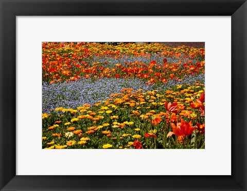 Framed Flower garden, Pollard Park, Blenheim, Marlborough, South Island, New Zealand (horizontal) Print
