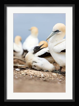 Framed Gannet tropical birds, Cape Kidnappers New Zealand Print