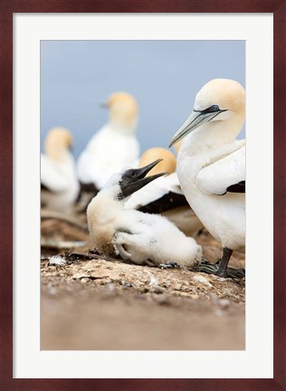 Framed Gannet tropical birds, Cape Kidnappers New Zealand Print